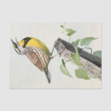 vintage meadow lark watercolor