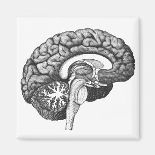 Vintage medical anatomy illustration human brain magnet