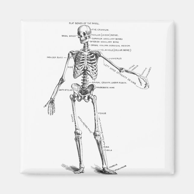 Vintage medical anatomy skeleton doctor diagram magnet (Front)