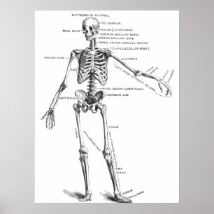 Vintage medical anatomy skeleton doctor diagram poster