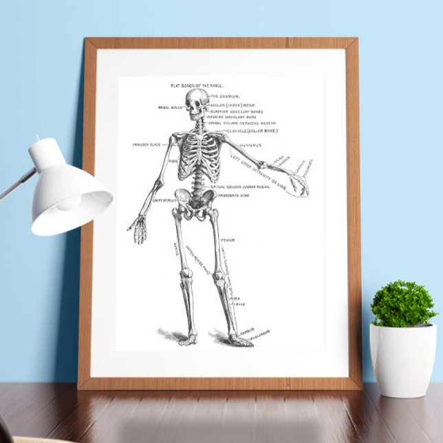 Vintage medical anatomy skeleton doctor diagram poster (Creator Uploaded)