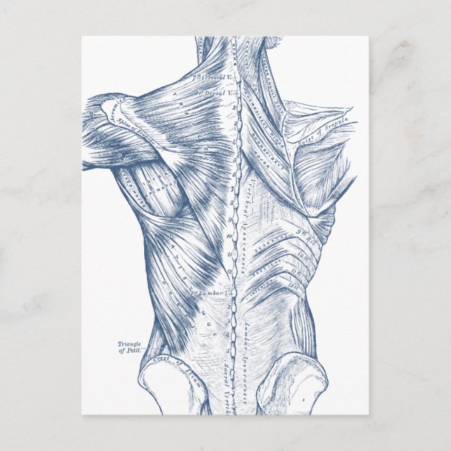 Vintage Medical Drawing Back Muscles Blue (1890) Postcard (Front)