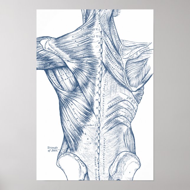 Vintage Medical Drawing Back Muscles Blue (1890) Poster (Front)