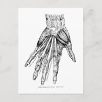 Vintage Medical Drawing Muscles of the Hand