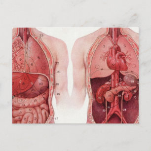 Vintage Medical Illustration, Anatomy Postcard