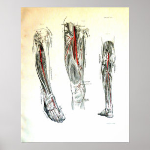 Vintage medical illustration of the leg poster