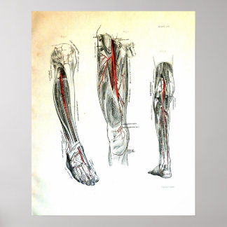 Vintage medical illustration of the leg poster