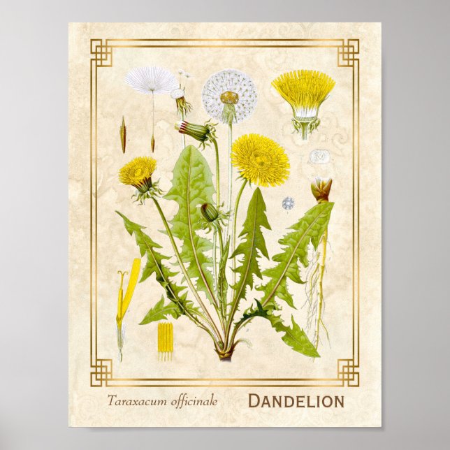 Vintage Medicinal Herb Dandelion Flower Botanical Poster (Front)