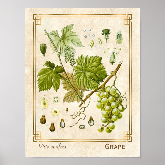 Vintage Medicinal Herb Grape Vine Botanical Poster (Front)