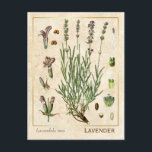 Vintage Medicinal Herb Lavender Flower Botanical Postcard<br><div class="desc">Capture the charm of yesterday with Charmed Life's vintage herbal postcards featuring German lithographs of medicinal plants and herbs from Franz Eugen Köhler’s "Medizinal-Pflanzen" or "Medicinal Plants" published in 1887. Lavandula is a genus of 47 known species of flowering plants in the mint family, Lamiaceae. It is native to the...</div>