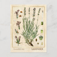 Vintage Medicinal Herb Lavender Flower Botanical