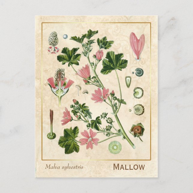 Vintage Medicinal Herb Mallow Flower Botanical Postcard (Front)
