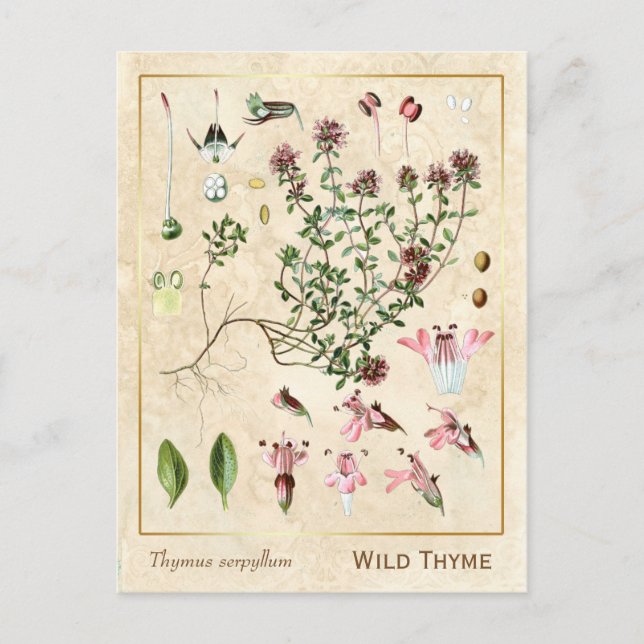 Vintage Medicinal Herb Wild Thyme Botanical Postcard (Front)