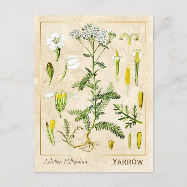 Vintage Medicinal Herb Yarrow Flower Botanical Postcard (Front)