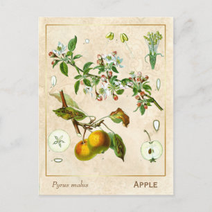 Vintage Medicinal Plant Apple Fruit Botanical Postcard