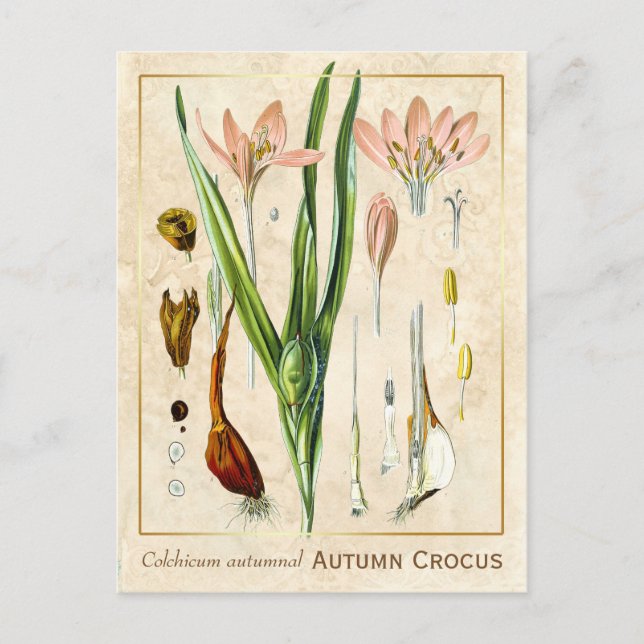 Vintage Medicinal Plant Autumn Crocus Botanical Postcard (Front)