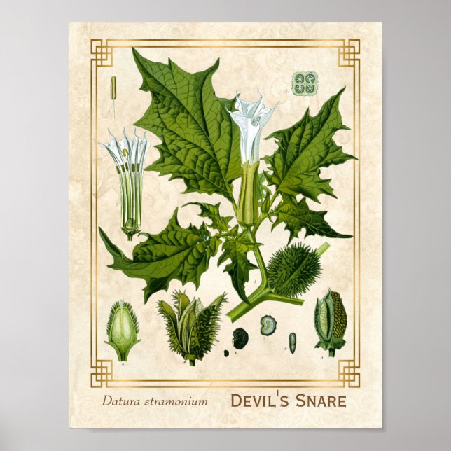 Vintage Medicinal Plant Devil's Snare Botanical Poster (Front)