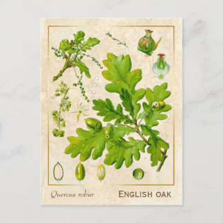 Vintage Medicinal Plant English Oak Botanical Postcard