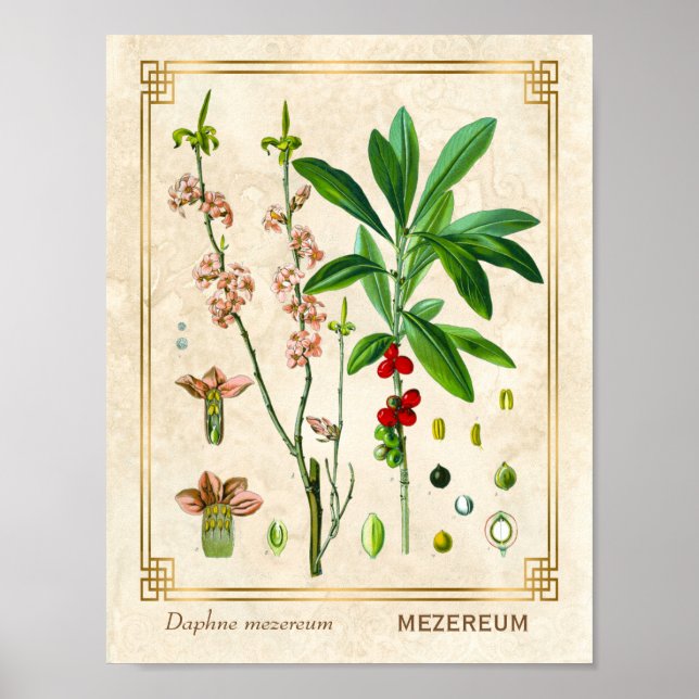 Vintage Medicinal Plant February Daphne Botanical Poster (Front)
