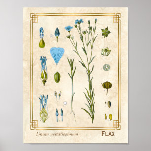 Vintage Medicinal Plant Flax Linseed Botanical Poster