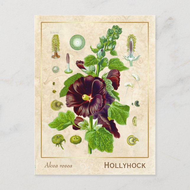 Vintage Medicinal Plant Hollyhock Flower Botanical Postcard (Front)