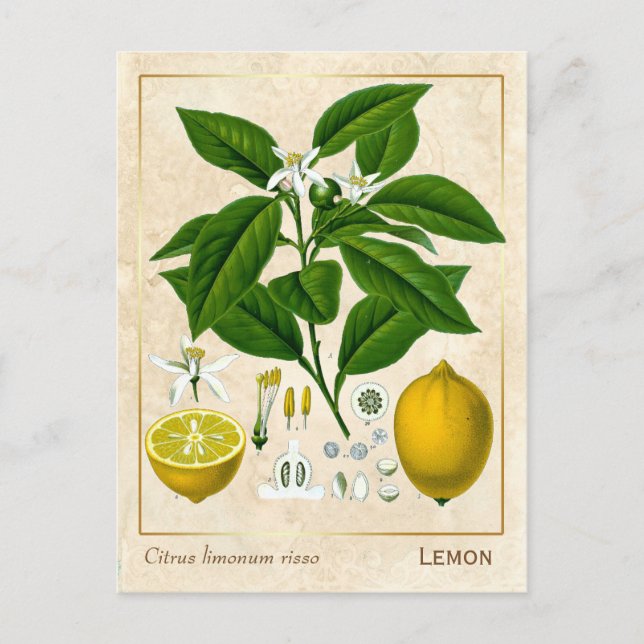 Vintage Medicinal Plant Lemon Fruit Botanical Postcard (Front)