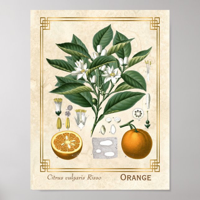 Vintage Medicinal Plant Orange Fruit Botanical Poster (Front)