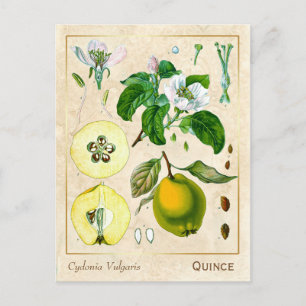 Vintage Medicinal Plant Quince Fruit Botanical Postcard