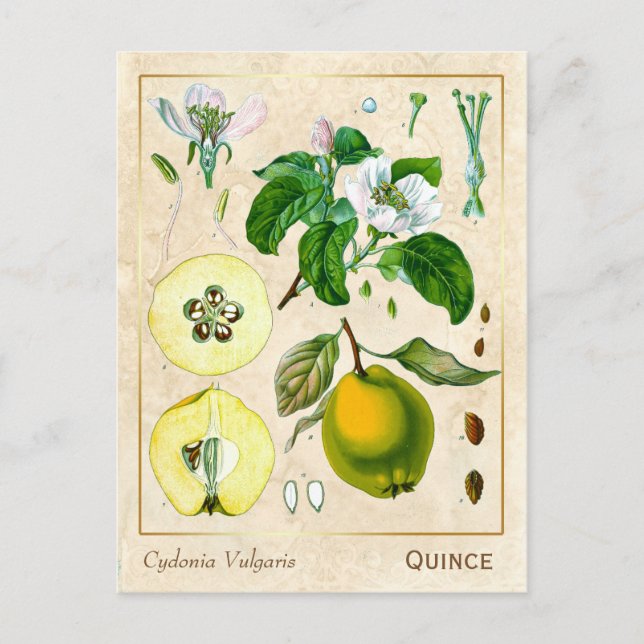 Vintage Medicinal Plant Quince Fruit Botanical Postcard (Front)