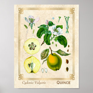 Vintage Medicinal Plant Quince Fruit Botanical Poster