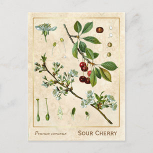 Vintage Medicinal Plant Red Cherry Botanical Postcard