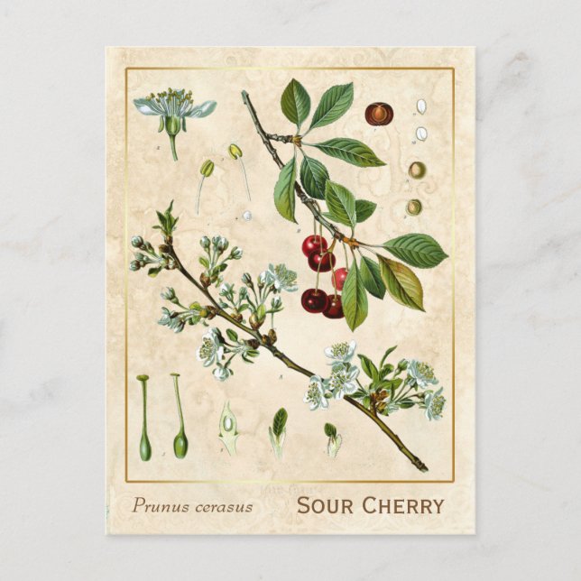 Vintage Medicinal Plant Red Cherry Botanical Postcard (Front)