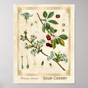 Vintage Medicinal Plant Red Cherry Botanical Poster