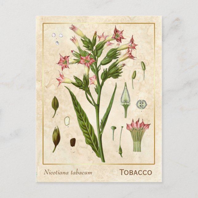 Vintage Medicinal Plant Tobacco Herb Botanical Postcard (Front)