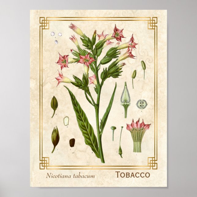Vintage Medicinal Plant Tobacco Herb Botanical Poster (Front)