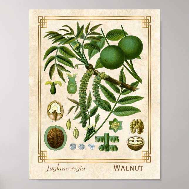 Vintage Medicinal Plant Walnut Tree Nut Botanical Poster (Front)