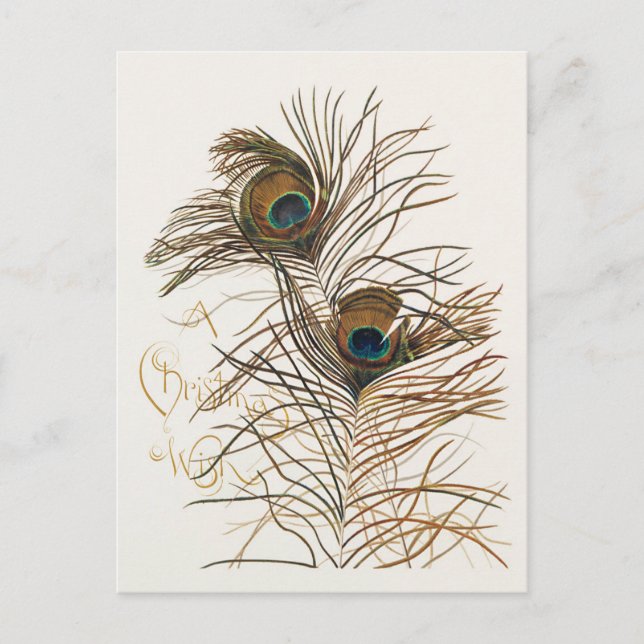 Vintage Merry Christmas Peacock Feathers Postcard (Front)