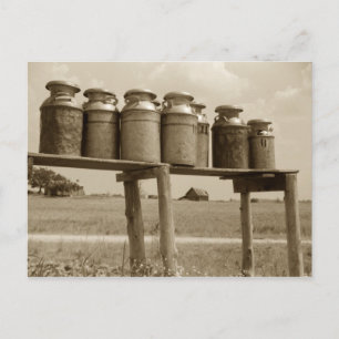 Vintage Milk Cans Postcard