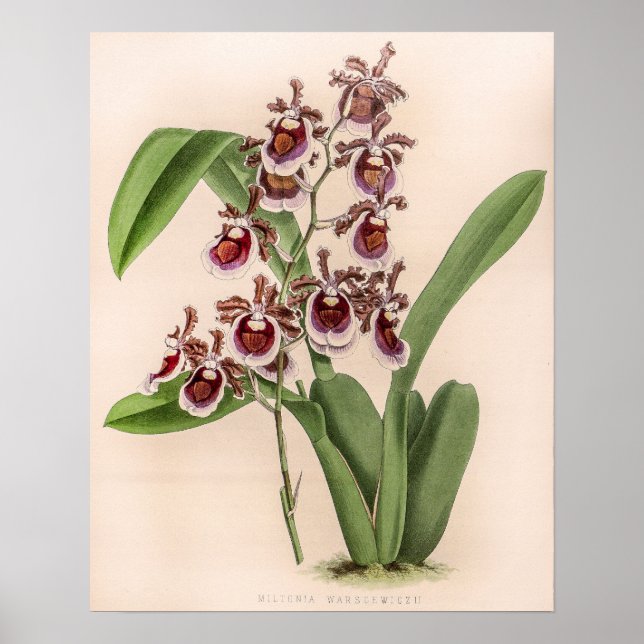 Vintage Miltonia Orchid Flower Botanical Poster (Front)