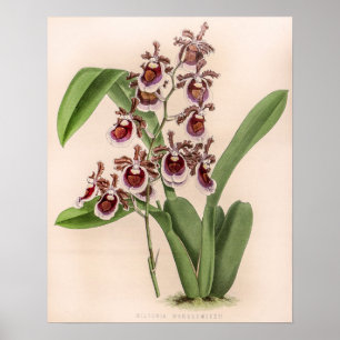 Vintage Miltonia Orchid Flower Poster