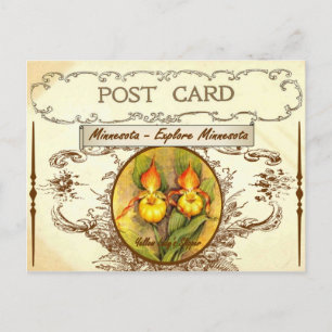 Vintage Minnesota State Flower Postcard