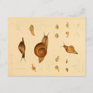 Vintage Mollusk and Snails Postcard