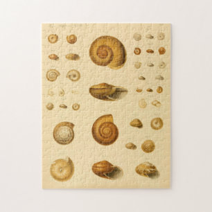 Vintage Mollusk Seashells Puzzle