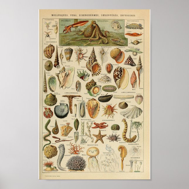 Vintage mollusk shellfish ocean animal poster (Front)