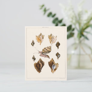 Vintage Mollusks and Snails, Marine Life Organisms