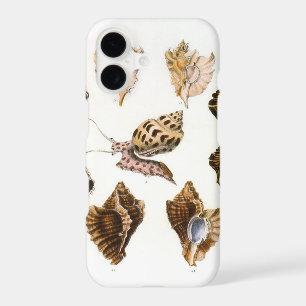 Vintage Mollusks and Snails, Marine Life Organisms