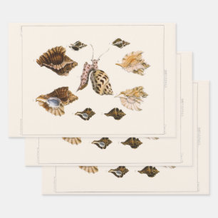 Vintage Mollusks and Snails, Marine Life Organisms Wrapping Paper Sheet