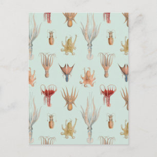 Vintage Mollusks (Blue) Postcard