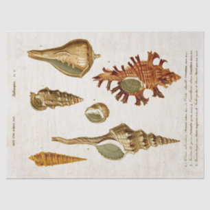 Vintage Mollusks Shells Decoupage Tissue Paper