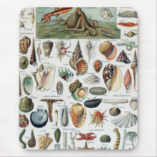 Vintage Mollusks Shells Mouse Mat